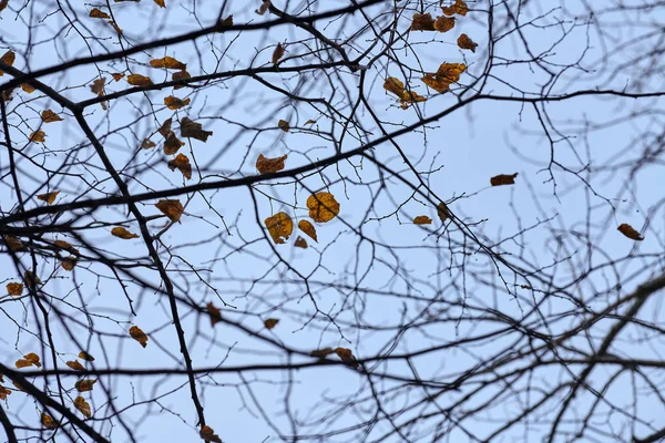 Jesienne Gałęzie Opadłymi Liśćmi Przygnębiające Miejsce Ksero Niebo Tle Czas — Zdjęcie stockowe