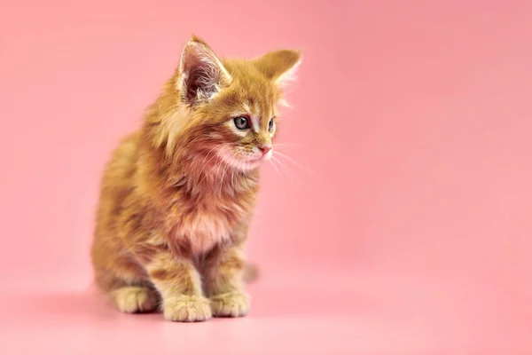 メインのクマの赤い子猫 スペースをコピーします ピンクを基調にした可愛い短髪の純血猫 新しいごみからジンジャーヘア魅力的な子猫 — ストック写真
