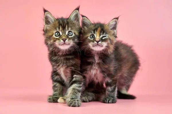 Maine Coon Tortoiseshell Kittens Cute Shorthair Purebred Cat Pink Background — Stock Photo, Image