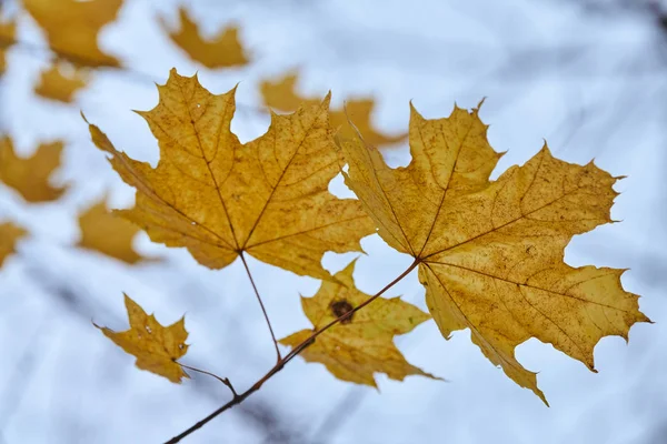 Foglia Autunno Sul Ramo Copiare Spazio Cambiamento Stagione Simbolo Delle — Foto Stock