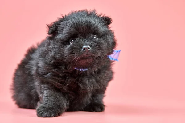 Pomeranian Spitz Cachorro Espacio Para Copiar Lindo Perro Spitz Negro —  Fotos de Stock