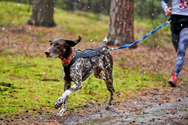 Canicross köpek ezme yarışı. Pointer kızak köpeği koşucuya bağlı. Sonbahar yarışması.