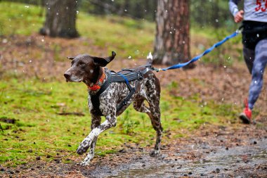 Canicross dog mushing race. Pointer sled dog attached to runner. Autumn competition. clipart
