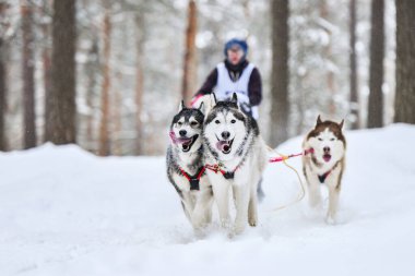 Sibirya Husky kızak köpek yarışı. Kış ezme yarışması. İri yarı kızaklı köpekler köpek sürücüsü ile bir kızak çekin..