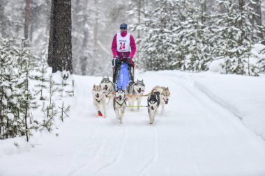 Kızak köpek yarışı. Husky kızak köpekleri köpek musher ile kızak çeker. Kış yarışması.