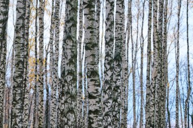 Yoğun huş ağacı ormanı. Şehir parkında huş ağacı gövdesi. İnsan yok. Taze ve sağlıklı orman havası..