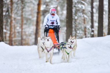 Kızak köpek yarışı. Husky kızak köpekleri köpek musher ile kızak çeker. Kış yarışması.