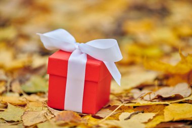 Sonbahar hediyesi. Düşen yapraklar içinde hediye kutusu, kopyalama alanı. Özel bir gün için hediye: yıldönümü, doğum günü, düğün, balayı, Noel veya Sevgililer Günü.