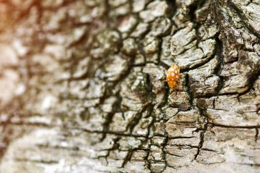 Huş ağacında sarı uğur böceği. Küçük uğur böceği, coccinellidae. Huş ağacının gövdesinde sürünen dişi böcek.