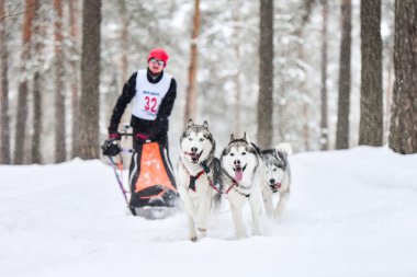 Kızak köpek yarışı. Husky kızak köpekleri köpek musher ile kızak çeker. Kış yarışması.