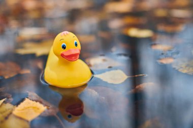 Sonbahar su birikintisinde yapraklı ördek oyuncağı. Şehir parkında sonbahar sembolü. Fairweather ya da bulutlu hava konsepti.