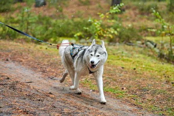 Crosscountry Suche Sanki Pies Mushing Wyścigu Husky Pies Sanie Ciągnąć — Zdjęcie stockowe