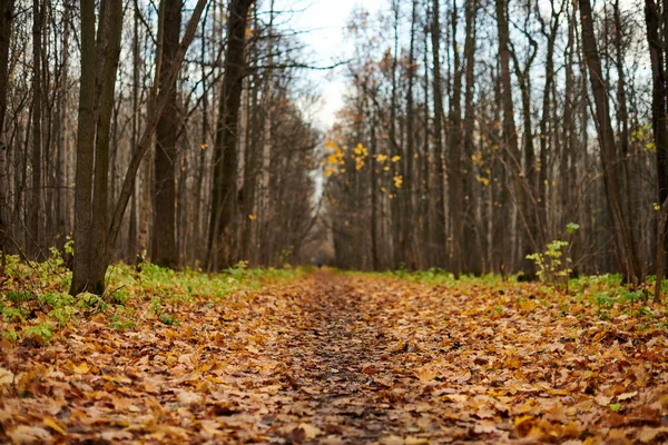 Höstens Skogsstig Med Fallna Löv Vacker Björkgränd Lugnt Väder Inga — Stockfoto