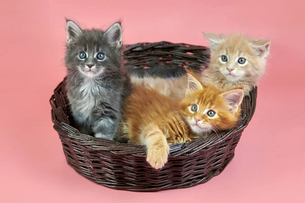 Три Кошенята Кошику Вершках Червоному Сірому Кольорі Пальто Гарненька Короткохвоста — стокове фото