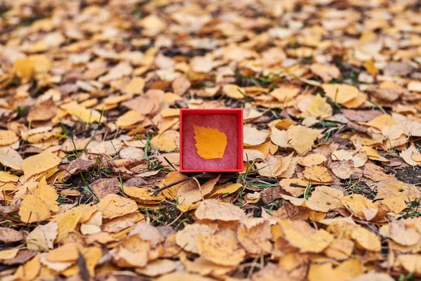 Gift Box Autumn Leaf New Season Concept Copy Space Weather — Stock Photo, Image