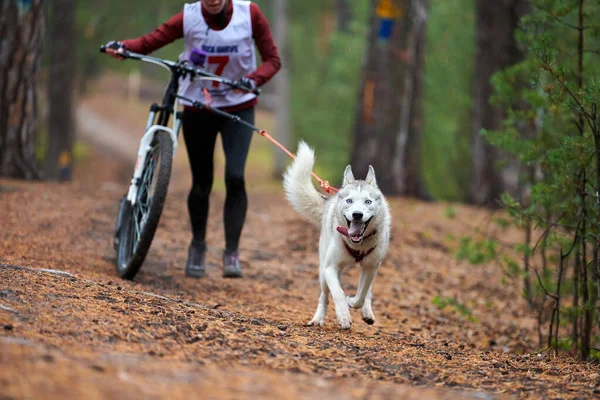 Bikejoring Zaprzęg Pies Mushing Wyścigu Husky Psy Sanie Ciągnąć Rower — Zdjęcie stockowe