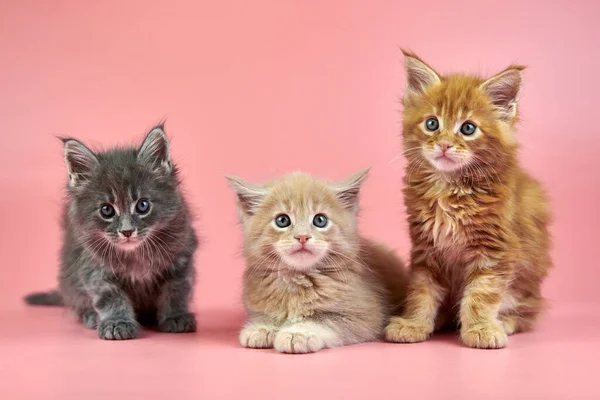 Three Maine Coon Kittens Cream Red Gray Coat Color Cute — 스톡 사진