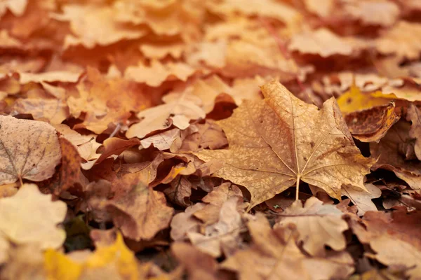 市内公園に秋の葉 色鮮やかな紅葉 季節ごとの背景パターンのデザイン — ストック写真