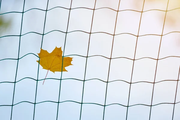 Soccer goal net with autumn leave. End of sports season concept. Dreams of winning a sports competition: football, soccer, rugby, tennis, baseball, american football, field hockey and other.