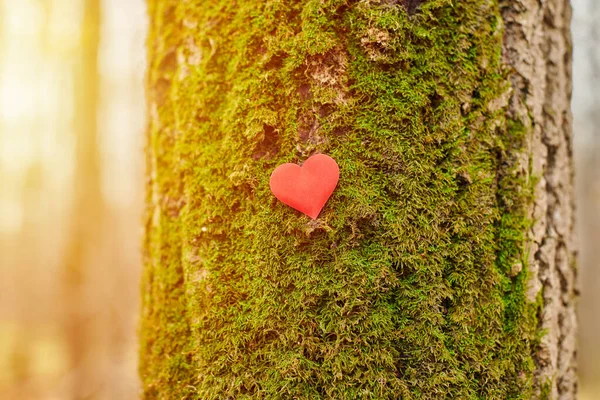 Heart on tree. Environment protection symbol, copy space. Deforestation or arboriculture tree love concept. Save forest and nature.