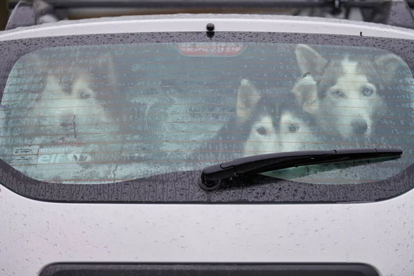 Husky Dog Car Cute Pet Window Dog Waiting Sled Dog — 스톡 사진