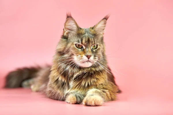Maine Coon cat, tortoiseshell coat color. Adult female maine coon purebred cat on pink background. Tortie shorthair cat with funny look.