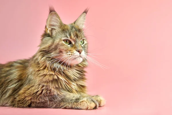 Maine Coon cat, tortoiseshell coat color, copy space. Adult female maine coon purebred cat on pink background. Tortie shorthair cat with funny look.