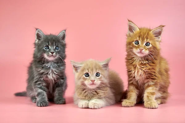 Three Maine Coon Kittens Cream Red Gray Coat Color Cute — 스톡 사진