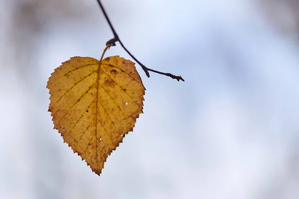 Jesienny Liść Gałąź Kopia Przestrzeń Zmiana Pory Roku Lub Symbol — Zdjęcie stockowe