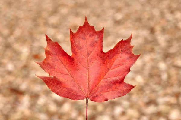 Red Autumn Leaf Yellow Foliage Background Colorful Fallen Foliage Season — Stock Photo, Image