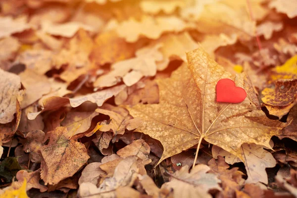 Corazón Hoja Arce Concepto Enamoramiento Soledad Símbolo Corazón Puro Abierto — Foto de Stock