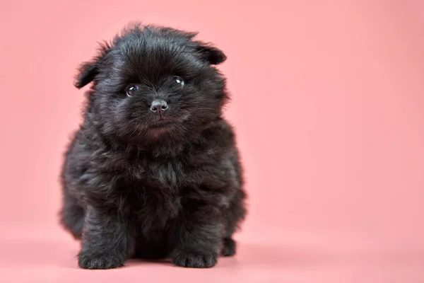 Pomorski Szczeniak Spitz Odbiór Cute Puszysty Czarny Spitz Pies Różowym — Zdjęcie stockowe