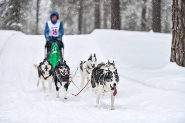 Kızak köpek yarışı. Husky kızak köpekleri köpek musher ile kızak çeker. Kış yarışması.