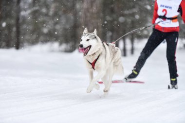 Köpek kayağı. Husky kızak köpeği ezmesi. Kış sporları şampiyonası.