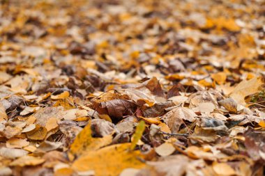 Şehir parkında sonbahar yaprakları. Renkli yapraklar. Mevsimsel kullanım için arka plan şablonu tasarla.