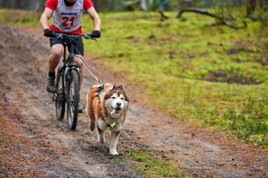 Bisikletli kızak köpeği yarışı. Husky kızak köpekleri köpek musher ile bisiklet çekerler. Sonbahar yarışması.