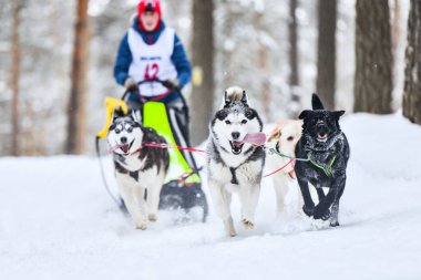 Sibirya Husky kızak köpek yarışı. Kış ezme yarışması. İri yarı kızaklı köpekler köpek sürücüsü ile bir kızak çekin..