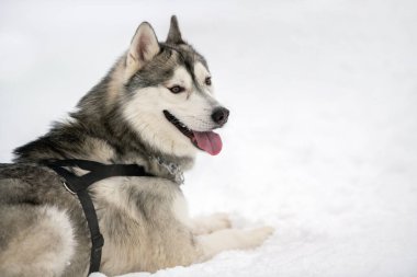 Husky dog açık havada, kışın arka planda. Kızak yarışından önce yürüyüşe çıkan komik hayvan..
