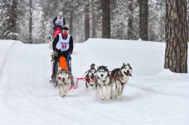 Kızak köpek yarışı. Husky kızak köpekleri köpek musher ile kızak çeker. Kış yarışması.