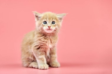 Maine Rakun Kremalı Kedi. Pembe arka planda şirin bir safkan kedi. Bej rengi saçlı, çekici kedi yavrusu..