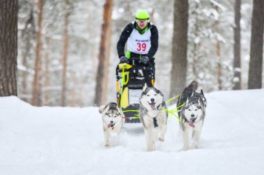 Sibirya Husky kızak köpek yarışı. Kış ezme yarışması. İri yarı kızaklı köpekler köpek sürücüsü ile bir kızak çekin..