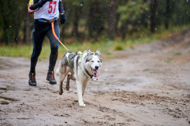 Canicross köpek ezme yarışı. Husky kızak köpeği koşucuya bağlı. Sonbahar yarışması.