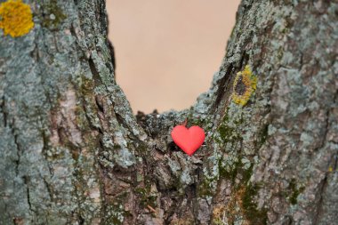 Kalp ağaçta. Çevre koruma sembolü, kopyalama alanı. Ağaç yetiştirme ağacı aşk konsepti.