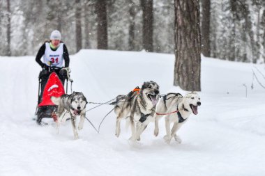 Kızak köpek yarışı. Husky kızak köpekleri köpek musher ile kızak çeker. Kış yarışması.