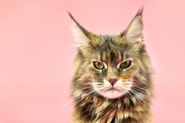 Maine Coon kaplumbağa kabuklu kedisi, uzay portresini kapat. Yetişkin dişi rakun, pembe arka planda safkan kedi. Tortie kısa boylu, komik bakışlı kedi..