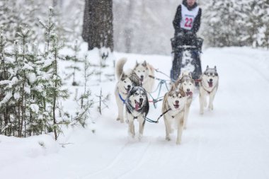Kızak köpek yarışı. Husky kızak köpekleri köpek musher ile kızak çeker. Kış yarışması.