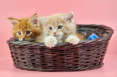 Maine Rakun Kedileri sepette, kırmızı ve kremalı. Pembe arka planda şirin bir safkan kedi. Zencefil ve bej rengi saçlar Yeni doğmuş kediciğin çekici kedisi.