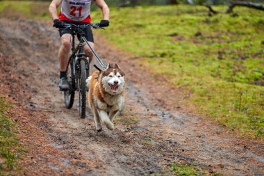 Bisikletli kızak köpeği yarışı. Husky kızak köpekleri köpek musher ile bisiklet çekerler. Sonbahar yarışması.