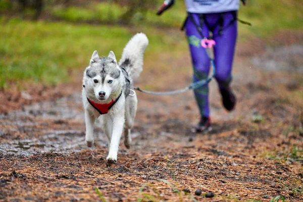 Canicross Hundeschlittenrennen Husky Schlittenhund Hängt Läufer Herbstwettbewerb — Stockfoto