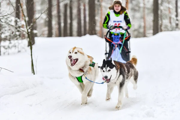 Sled dog racing. Husky sled dogs pull a sled with dog musher. Winter competition.
